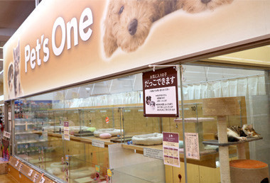 秦野店のトリミング室について Doggy Style Kitten Blue 総合ペットショップ 子猫専門ブリーダー