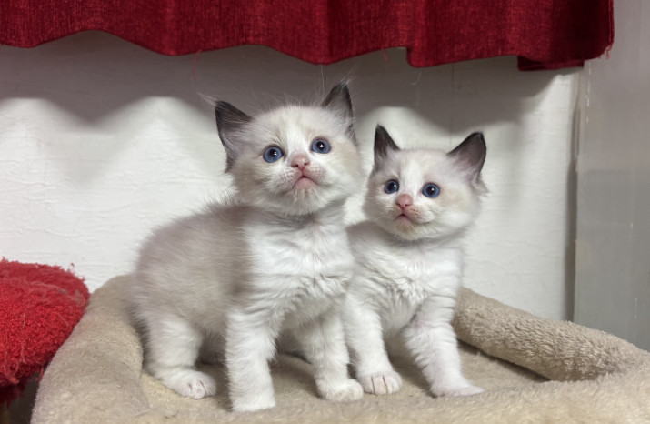 DoggyStyle