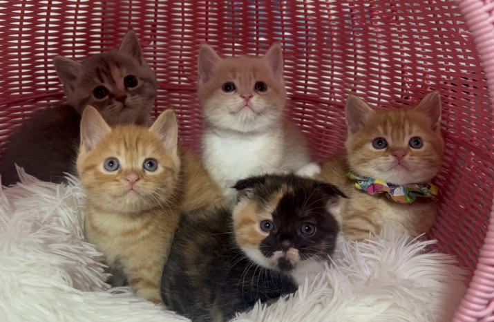 DoggyStyle